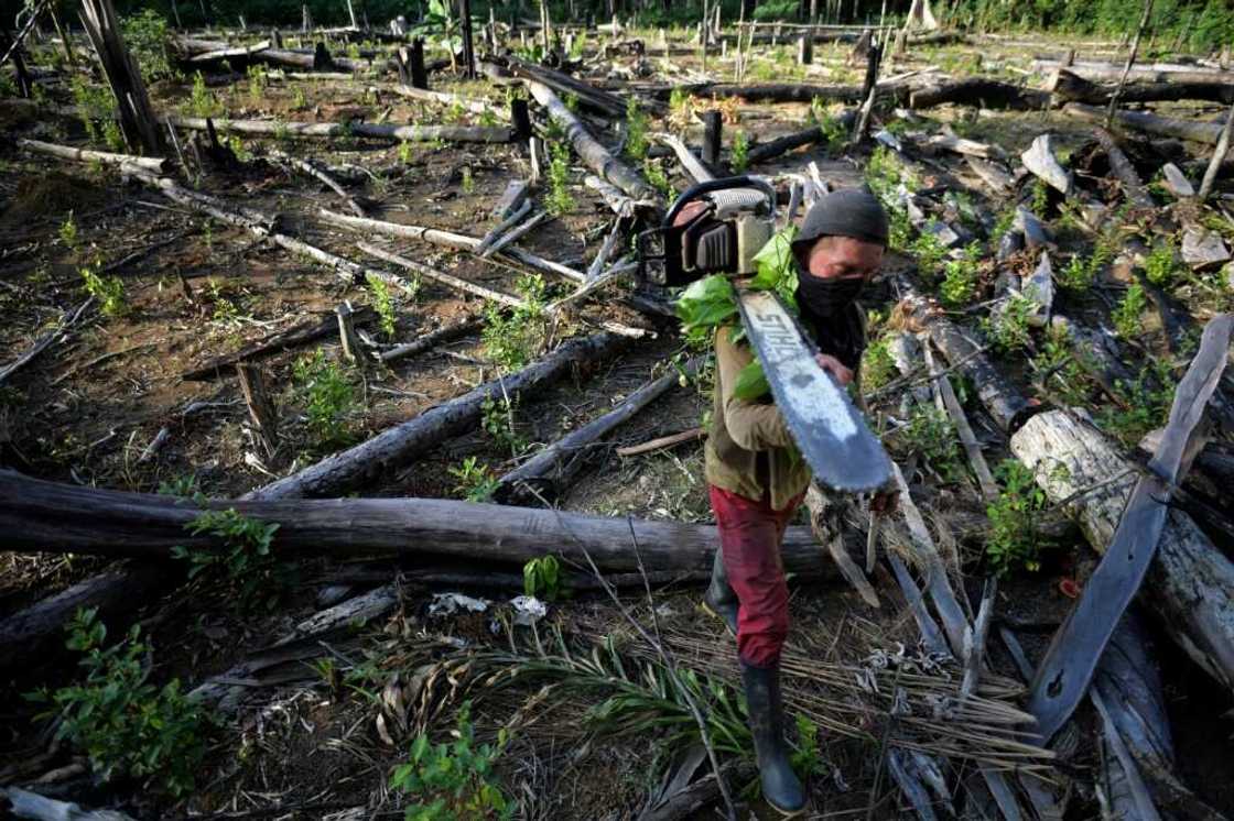 A Colombian farmer carries a chainsaw at a coca plantation after cutting down trees to plant coca in Guaviare department, Colombia in December 2021 A Colombian farmer carries a chainsaw at a coca plantation after cutting down trees to plant coca in Guaviare department, Colombia in December 2021