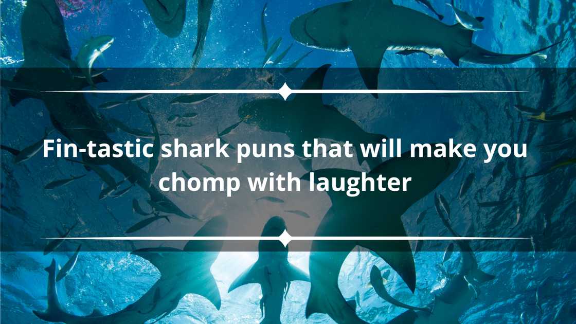 Fantastic shark puns Fantastic shark puns