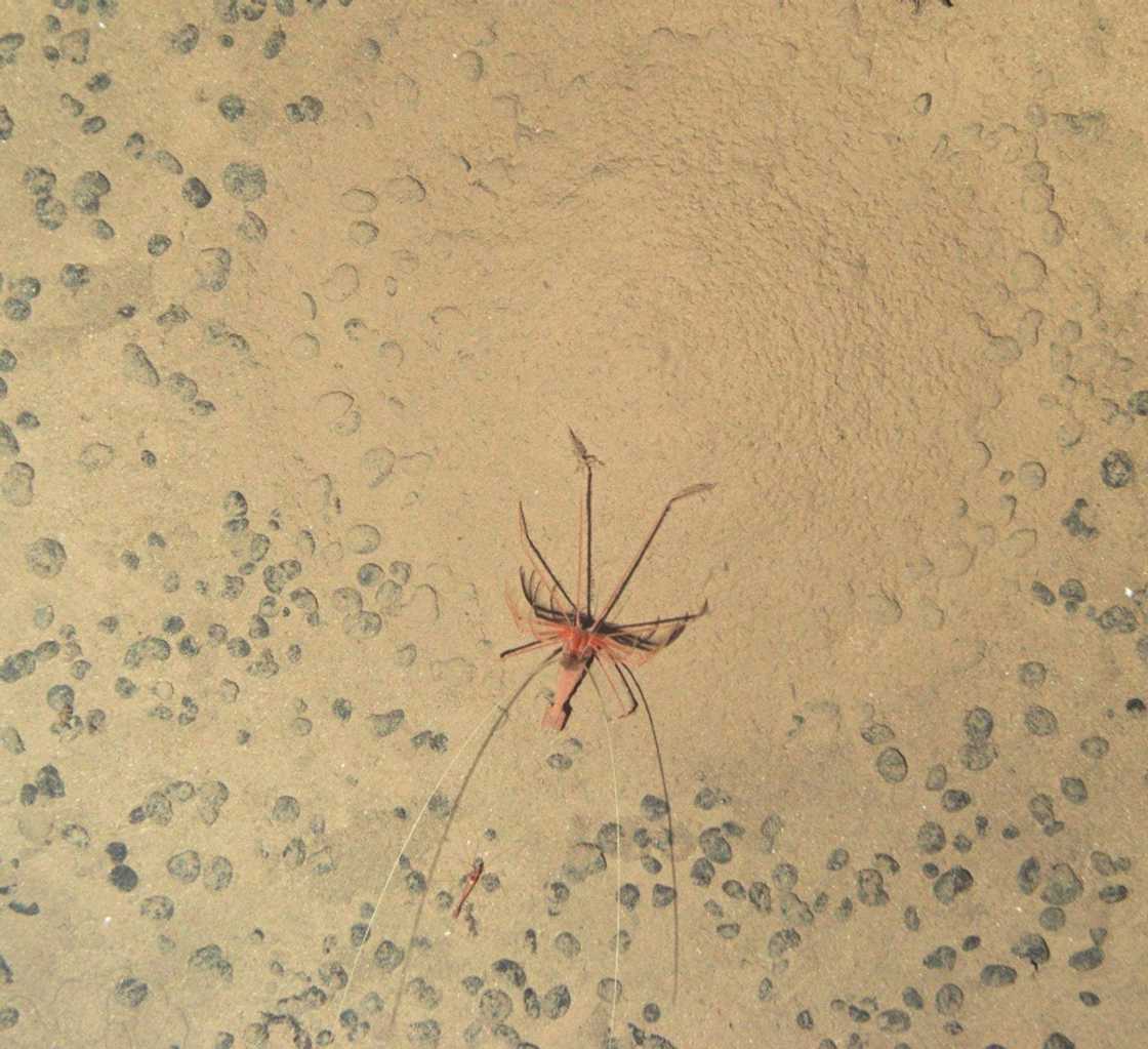 A 'mount-building' shrimp in the CCZ A 'mount-building' shrimp in the CCZ