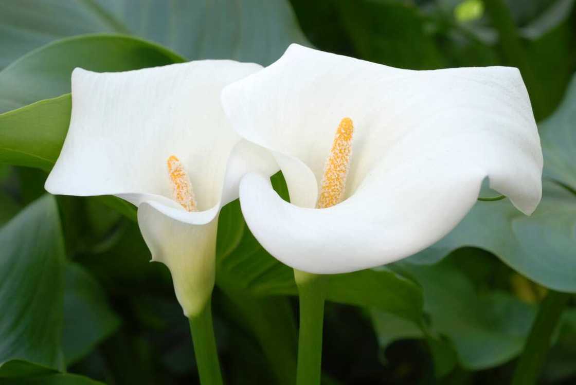 Two calla lilies