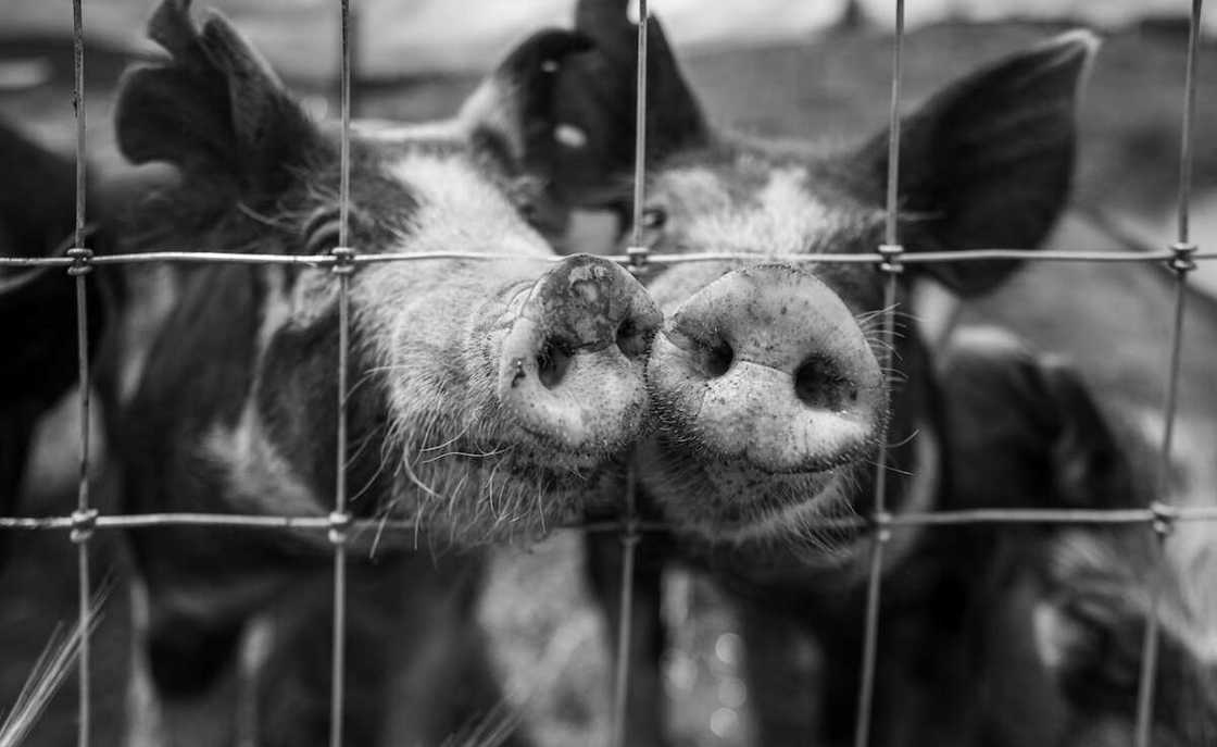 girl pig names girl pig names