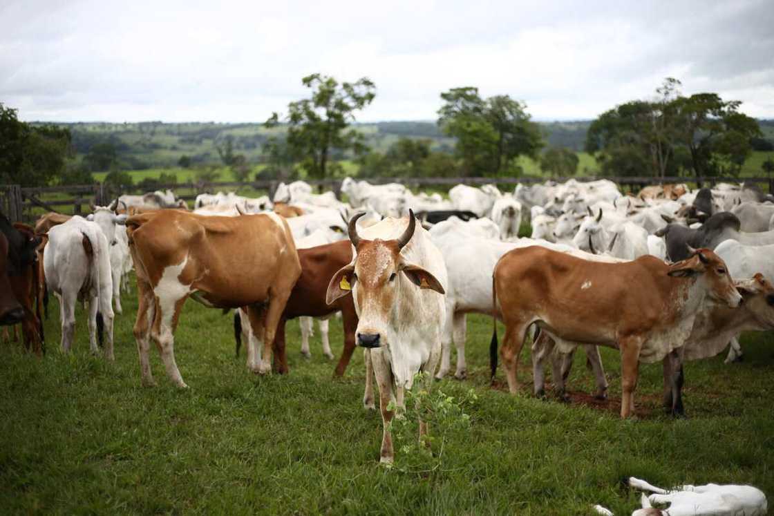 Nigeria milk import Nigeria milk import