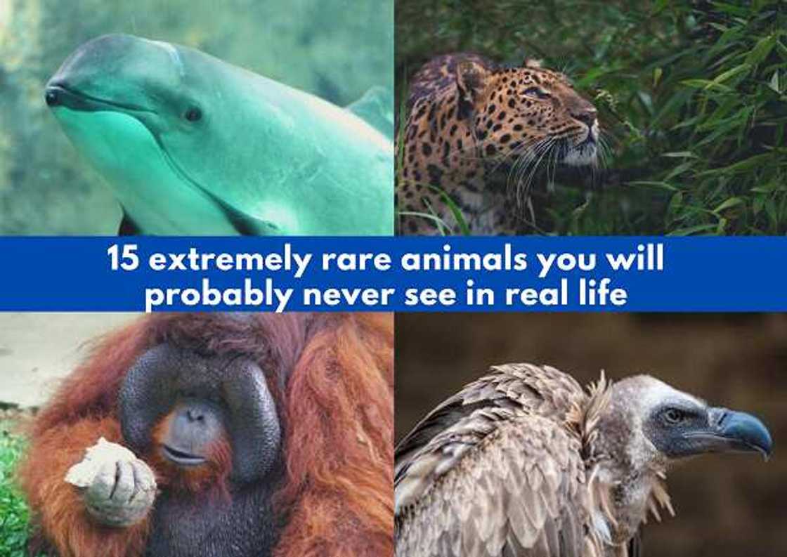 Rare animals