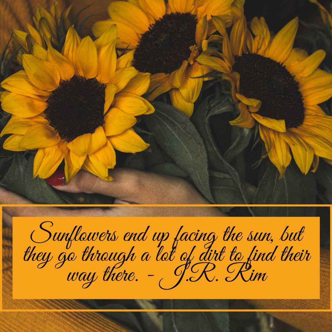 sunflower sayings sunflower sayings