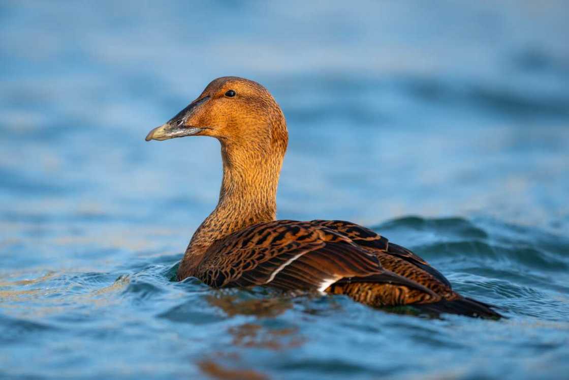 Eider swimming in blue water