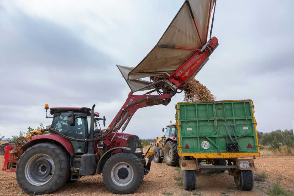 Spain has become the world's fourth-largest pistachio grower by surface area after the United States, Iran and Turkey Spain has become the world's fourth-largest pistachio grower by surface area after the United States, Iran and Turkey