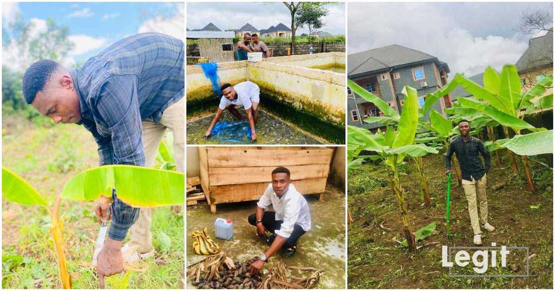 Jeremiah Justice, Speculate Farms & Agribusiness, Imo, 26-year-old farmer