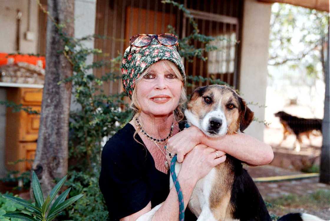 La star Brigitte Bardot adore les animaux
Photo : Charly Hel/Prestige/Getty Images La star Brigitte Bardot adore les animaux
Photo : Charly Hel/Prestige/Getty Images