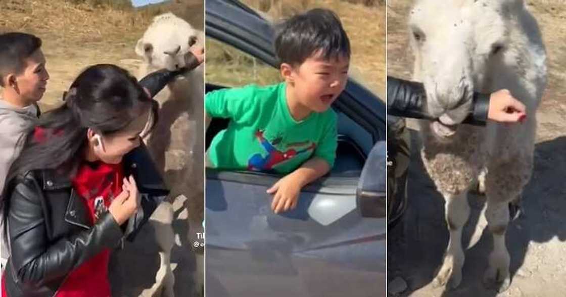 Protective little boy, little boy, cow