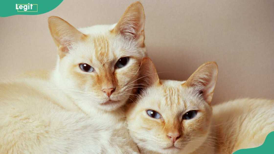 Two Siamese cats against white background