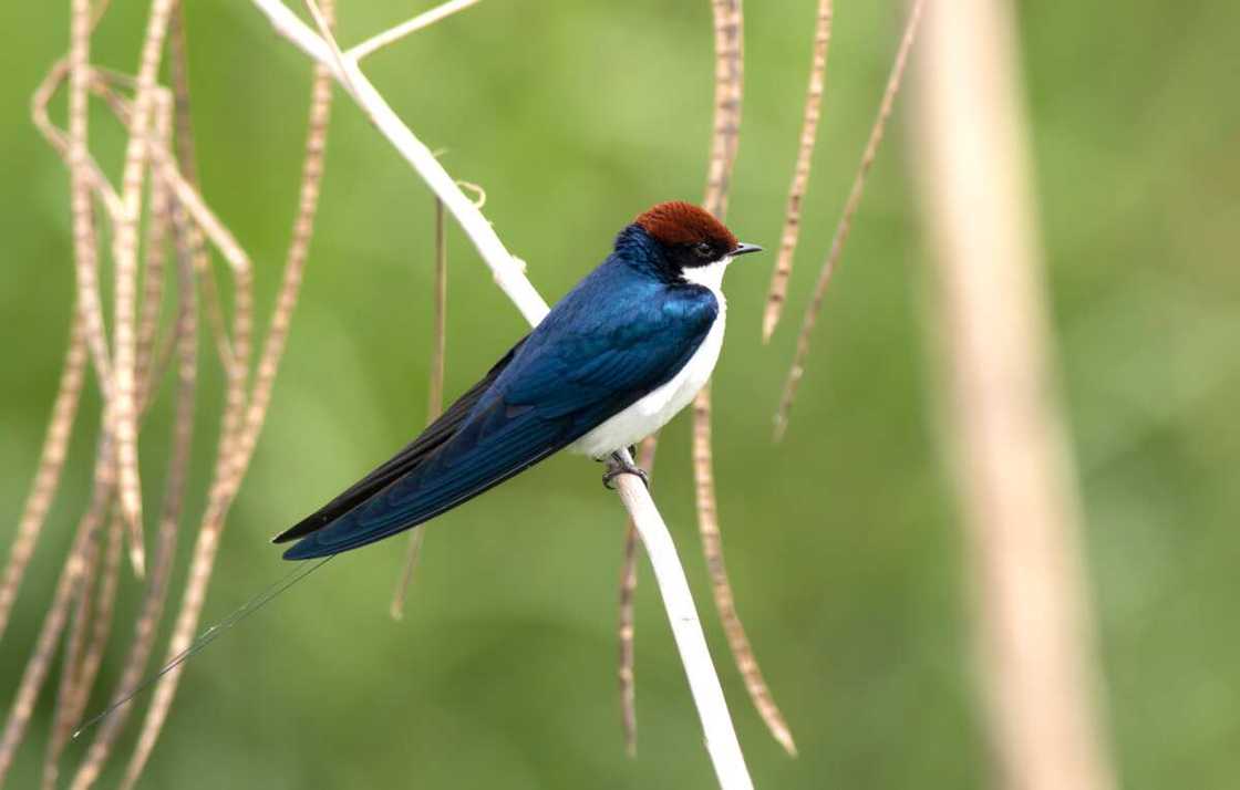 Black paradise flycatcher perching on a tree