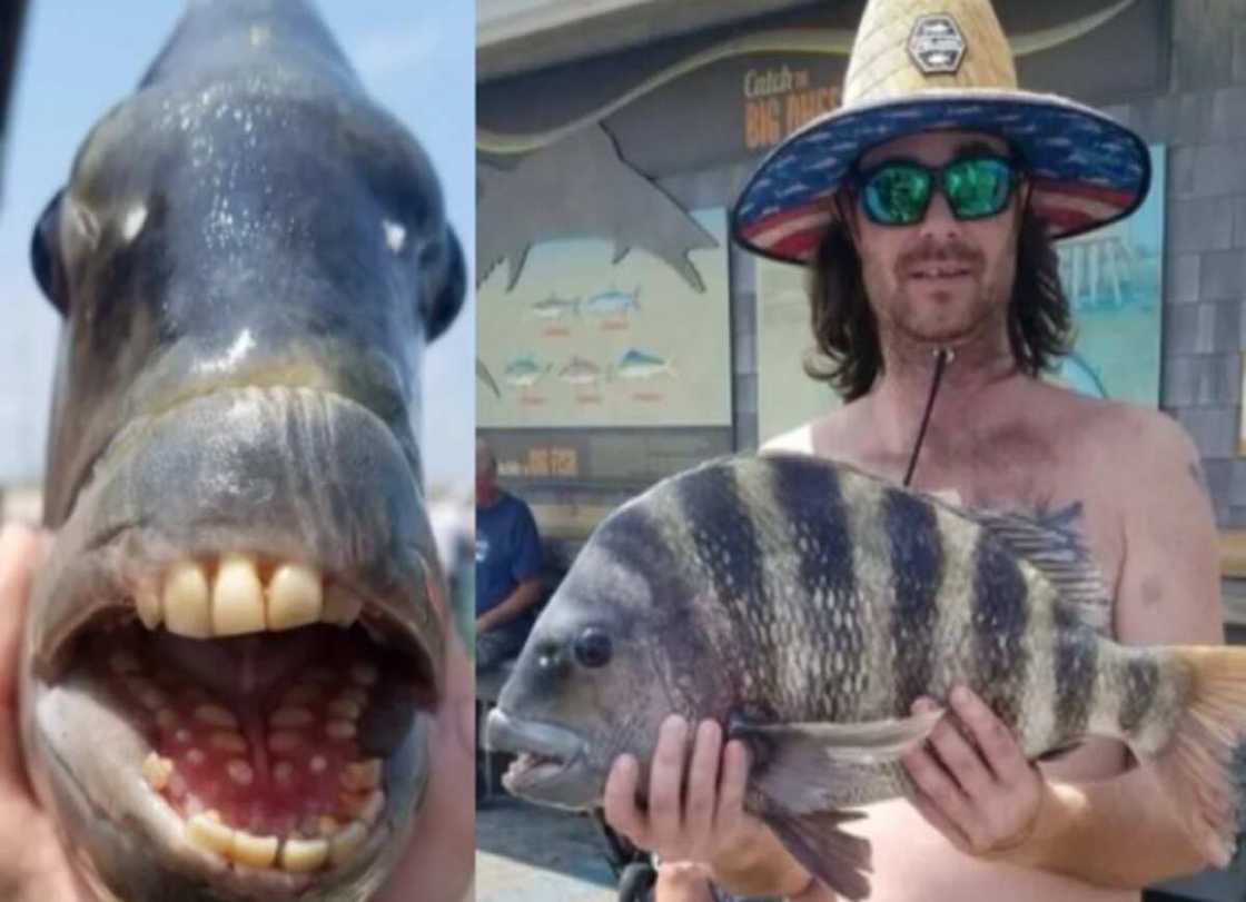 Ikon Allah: Hotunan kifi mai hakoran dan Adam da masunci ya kama sun bada mamaki Ikon Allah: Hotunan kifi mai hakoran dan Adam da masunci ya kama sun bada mamaki