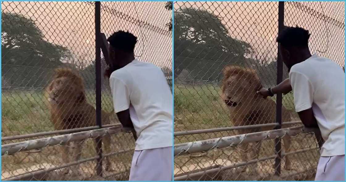 Photo of a Ghanaian man and lion Photo of a Ghanaian man and lion