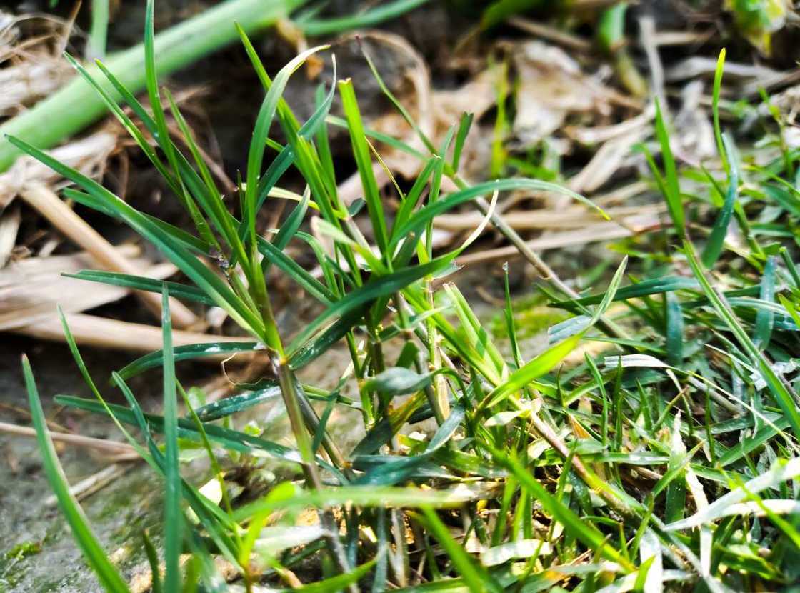 Fresh leaves of Cynodon dactylon plant