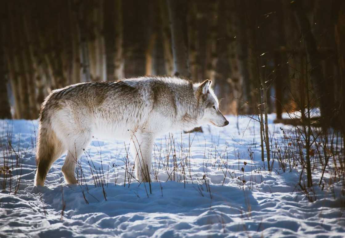 badass wolf names