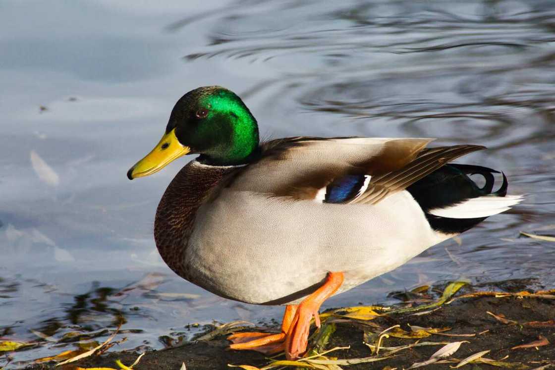 Funny duck names Funny duck names