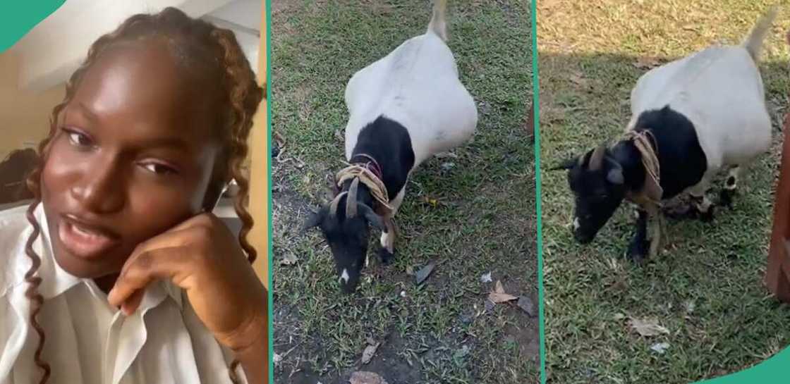 Lady shares video of pregnant goat. Lady shares video of pregnant goat.