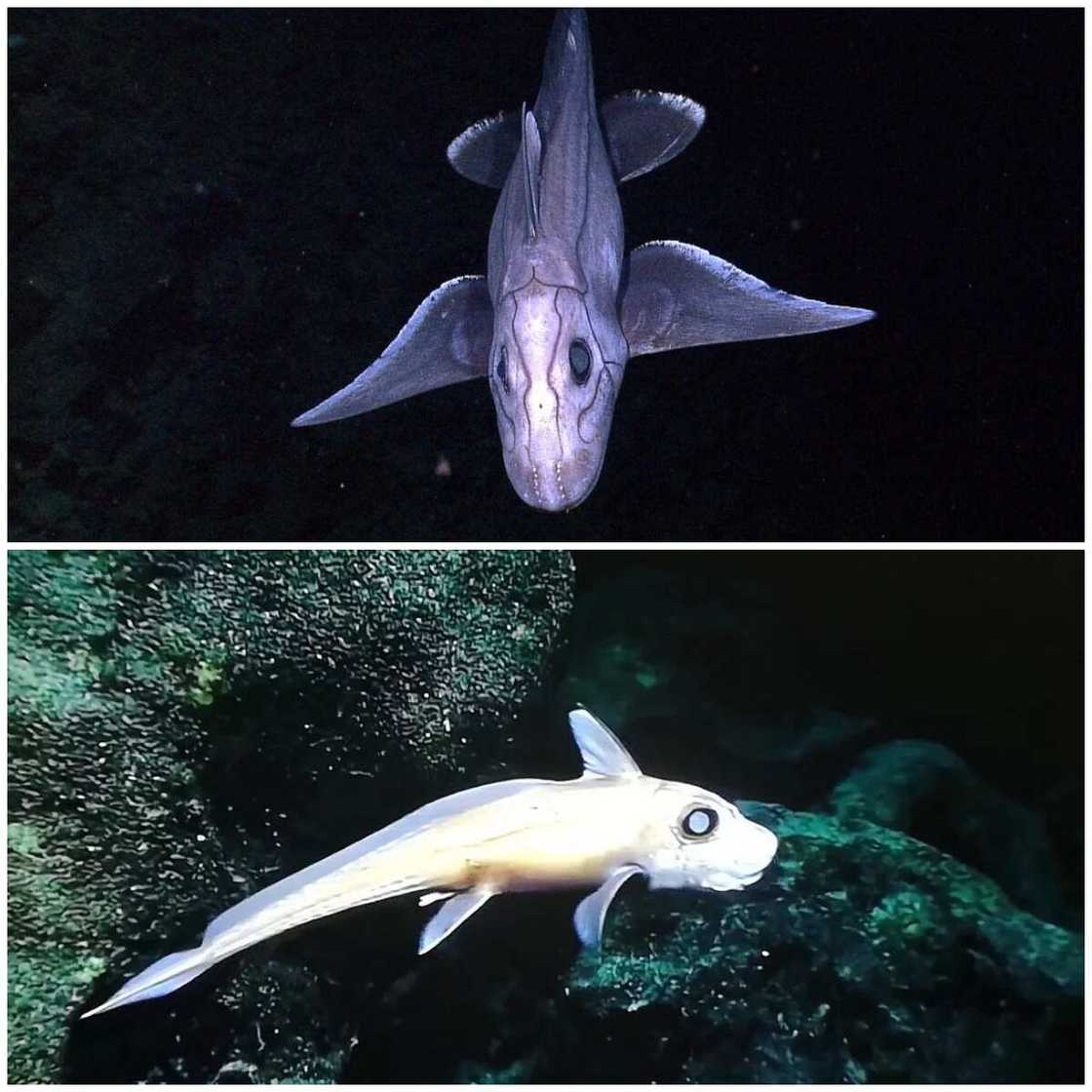 Scariest animals Scariest animals