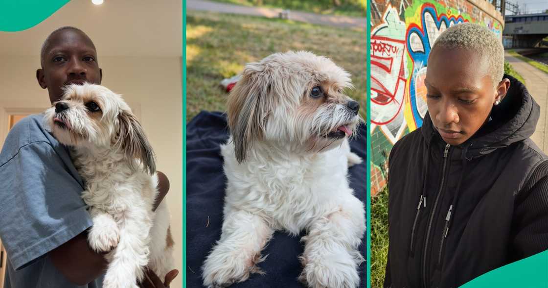 Dog lovers in Nigeria/Breeding dogs Dog lovers in Nigeria/Breeding dogs
