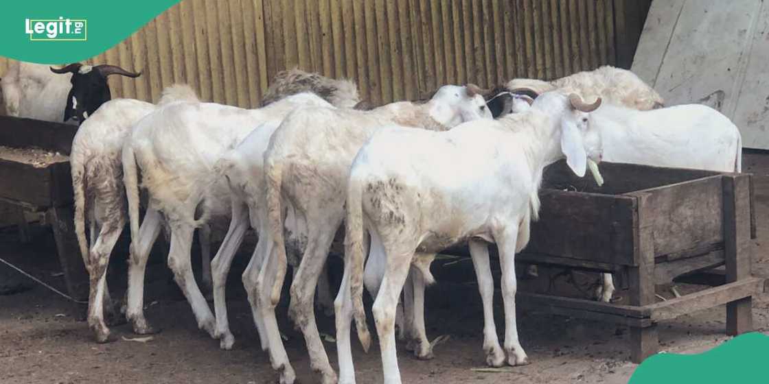 Sallah rams Sallah rams