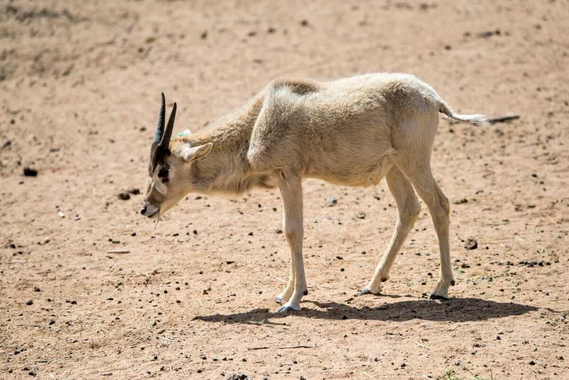 animaux du désert - addax animaux du désert - addax