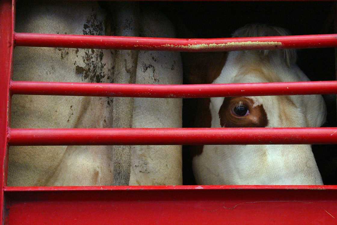 The EU is deadlocked over a draft law on improving transport conditions for livestock The EU is deadlocked over a draft law on improving transport conditions for livestock