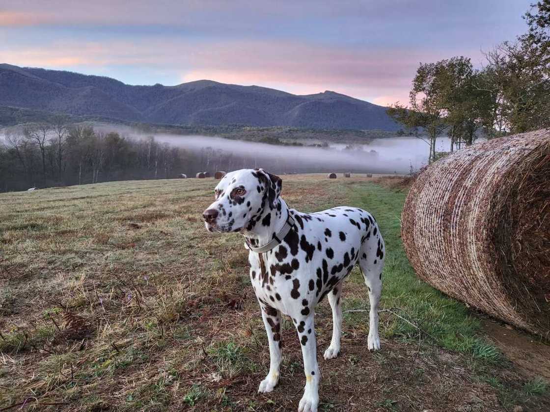 Disney dog names from 101 Dalmatians