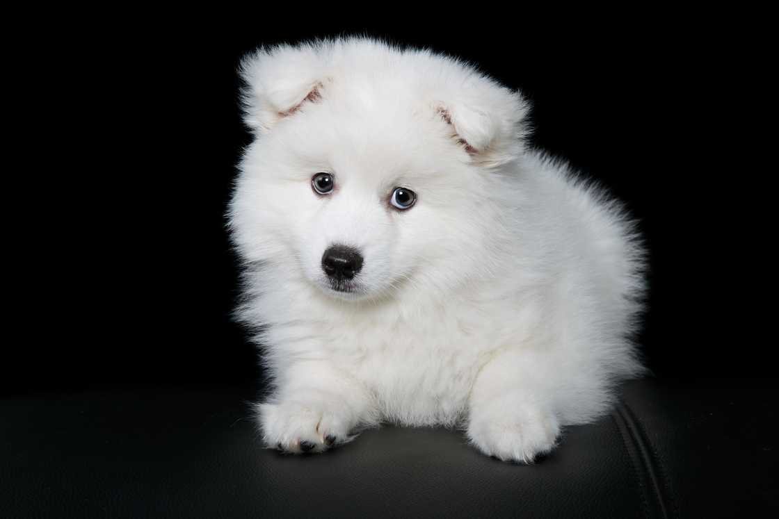 Adorable japanese spitz puppy on a black backdrop