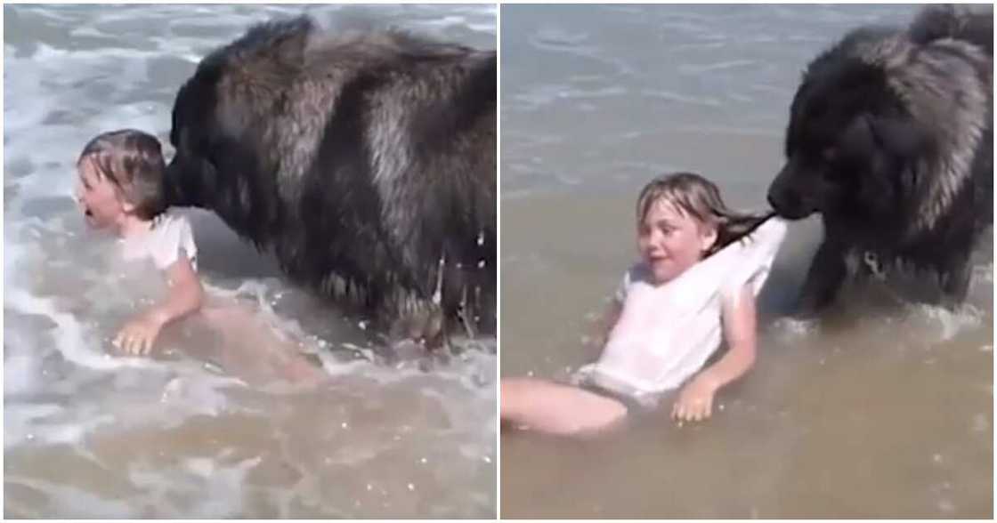 Seashore, dog, pulls little girl Seashore, dog, pulls little girl