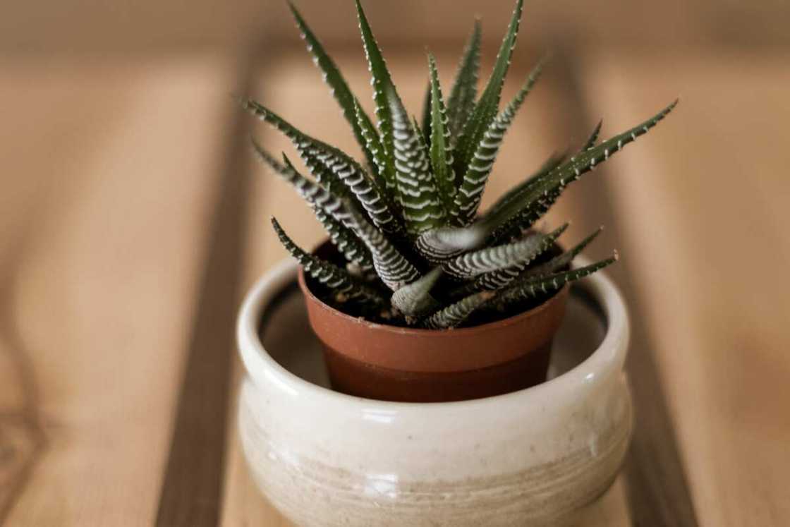 Office plants that don't need sun Office plants that don't need sun