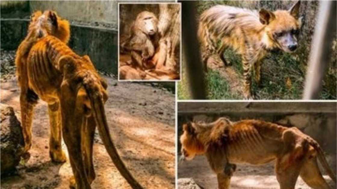 The animals are in a horrible state of hunger.
Photo source: ThisDay Live The animals are in a horrible state of hunger.
Photo source: ThisDay Live