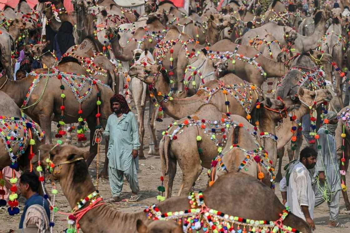 Hundreds of farmers selling livestock for Eid have camped near Pakistan's capital, but sales are slow amid soaring inflation