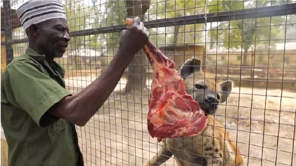 Mallam Abba Gandu: Bakanon Da Ya Yi Shekaru 50 Yana Ciyar Da Zakuna Da Sauran Namun Daji a Zoo Mallam Abba Gandu: Bakanon Da Ya Yi Shekaru 50 Yana Ciyar Da Zakuna Da Sauran Namun Daji a Zoo