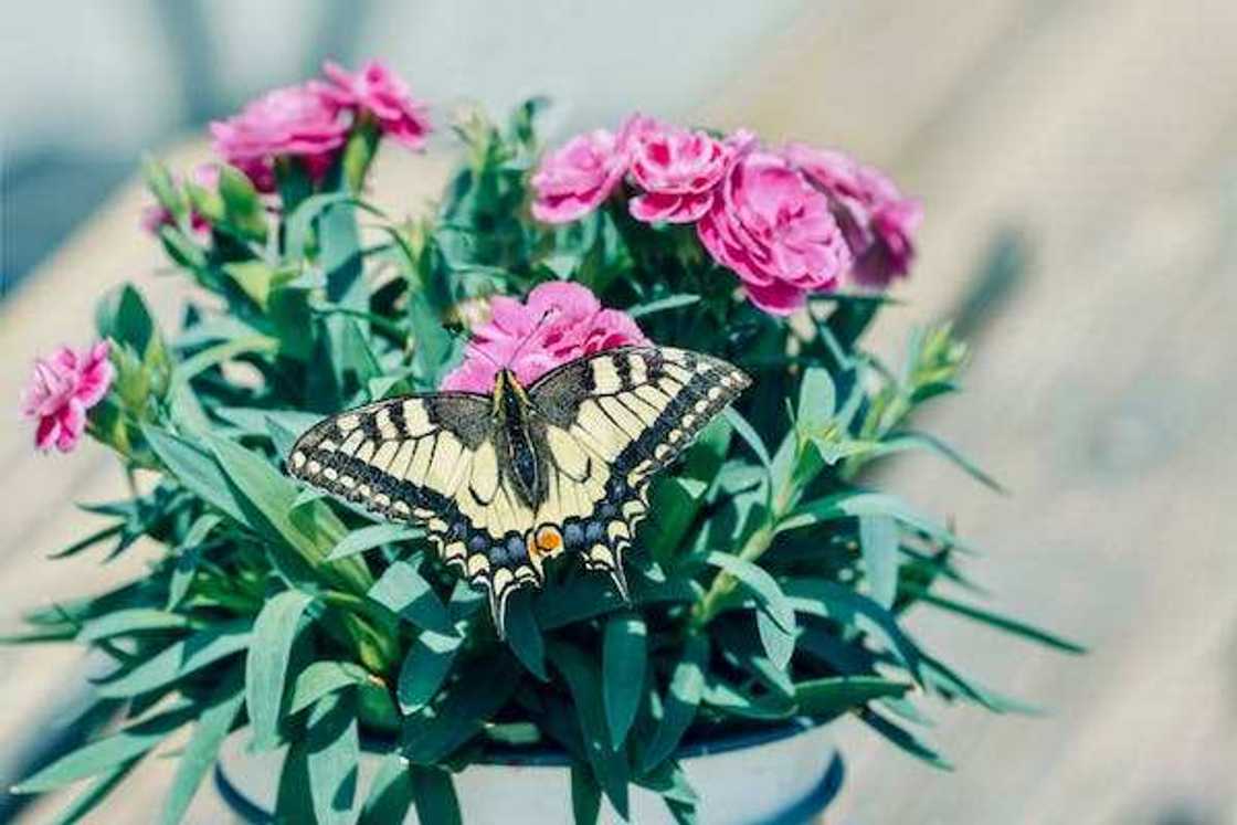 slowest insect in the world slowest insect in the world