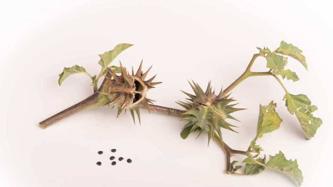 A picture of Datura stramonium