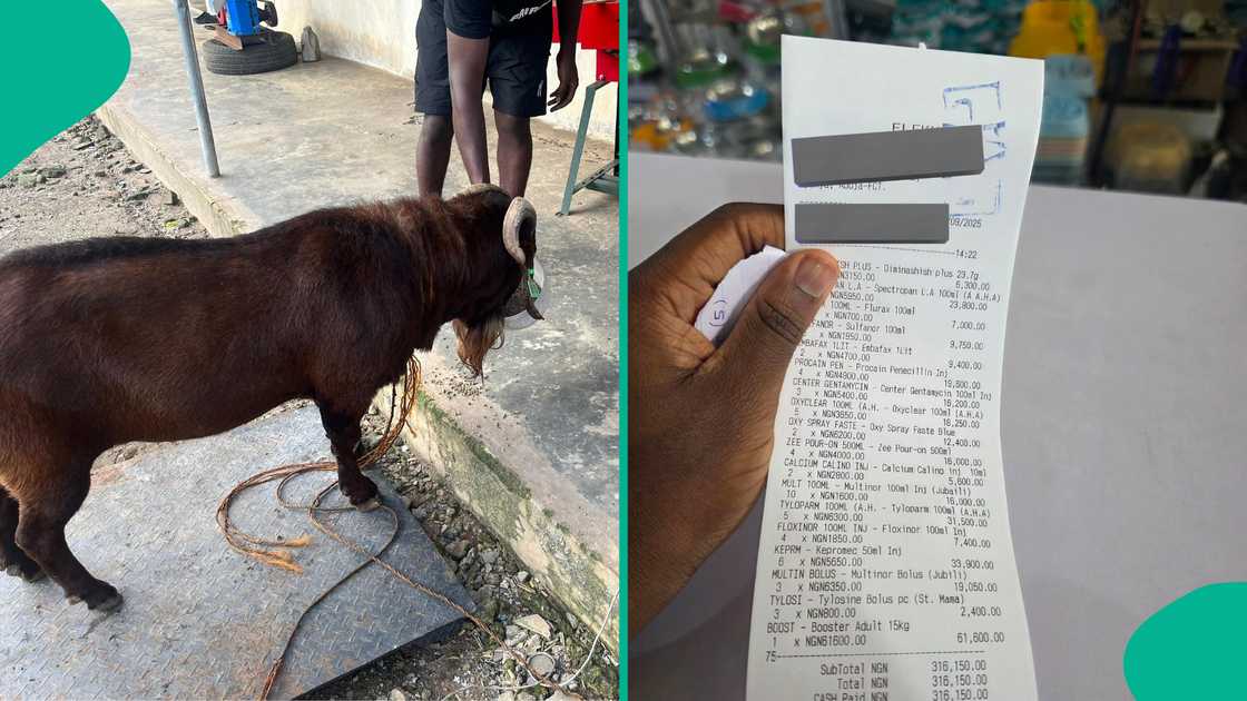 Nigerian man shares how much he bought medicine for his goat. Nigerian man shares how much he bought medicine for his goat.