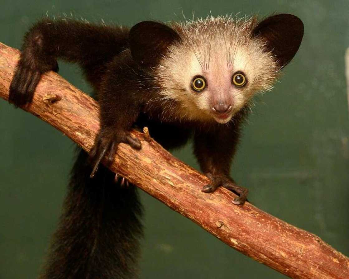 The aye-aye's middle finger has a unique joint it knocks on wood to locate grubs The aye-aye's middle finger has a unique joint it knocks on wood to locate grubs