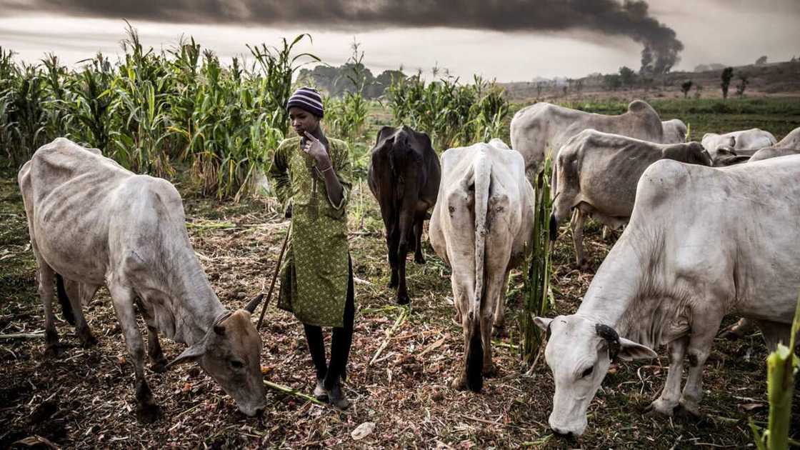 Makiyaya 4000 sun yi hijra daga jihohin kudu zuwa jihar Kaduna