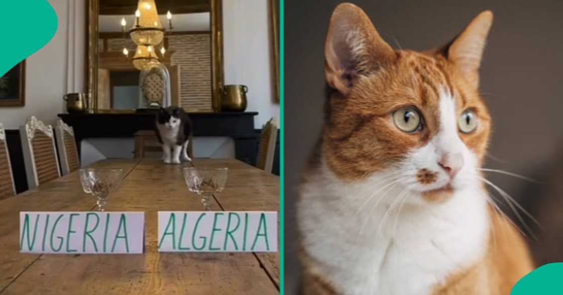 Moroccan cat predicts winner of Algeria Vs Nigeria match. Moroccan cat predicts winner of Algeria Vs Nigeria match.