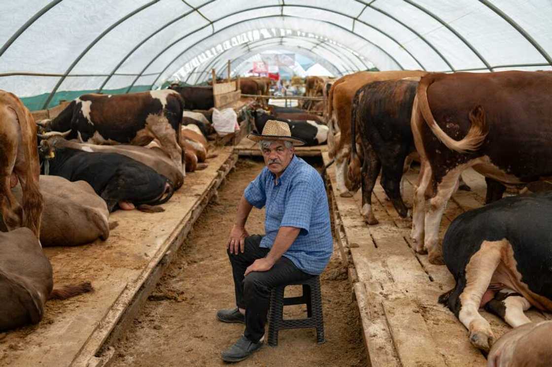 Istanbul merchants are selling far fewer animals for the Muslim festival of sacrifice because of Turkey's economic crisis Istanbul merchants are selling far fewer animals for the Muslim festival of sacrifice because of Turkey's economic crisis