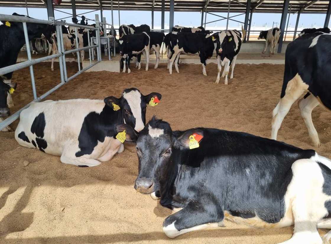 Arla Foods Takes Delivery of 216 Danish Holstein Heifers for the Arla Farm in Kaduna