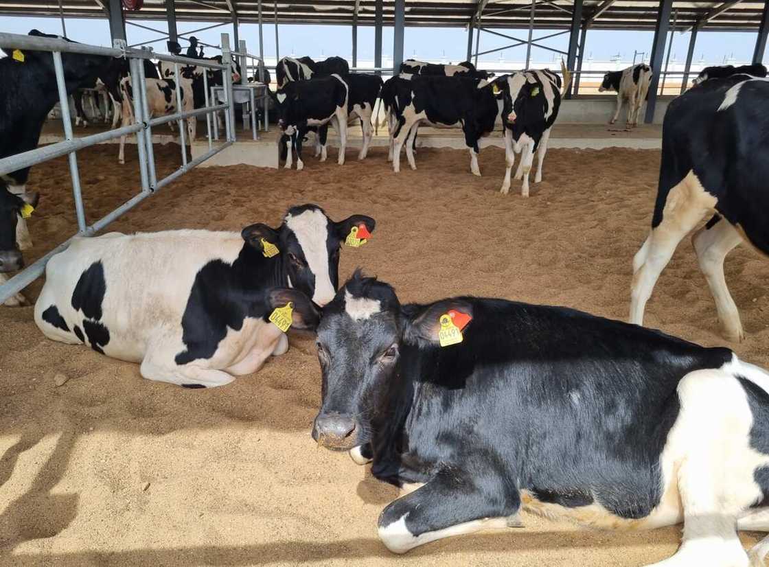 Arla Foods Takes Delivery of 216 Danish Holstein Heifers for the Arla Farm in Kaduna Arla Foods Takes Delivery of 216 Danish Holstein Heifers for the Arla Farm in Kaduna