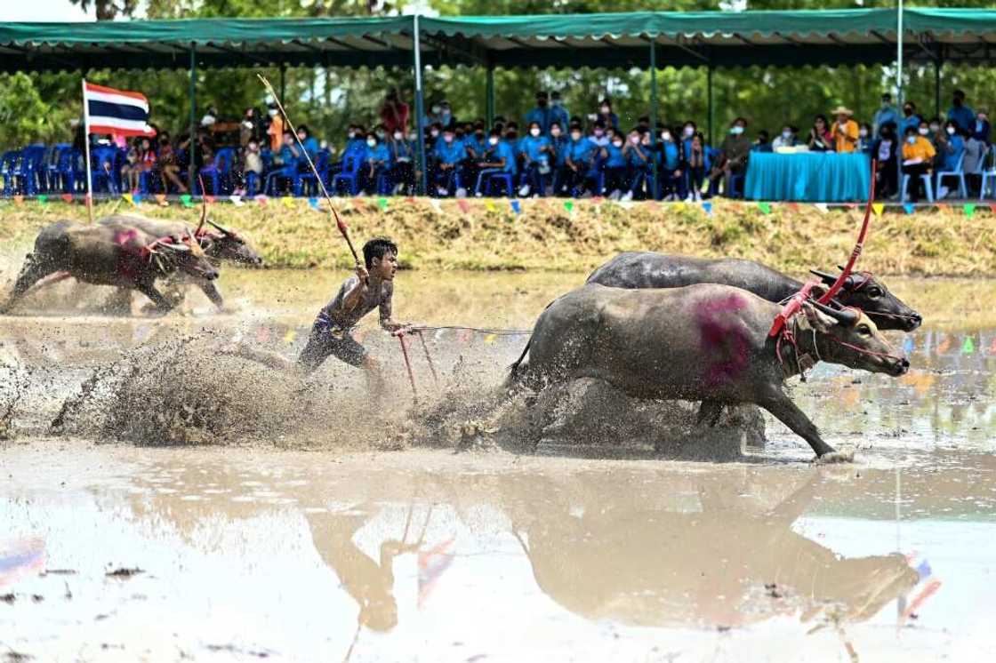 The usually placid animals are unrecognisable as they rampage down the watery field The usually placid animals are unrecognisable as they rampage down the watery field