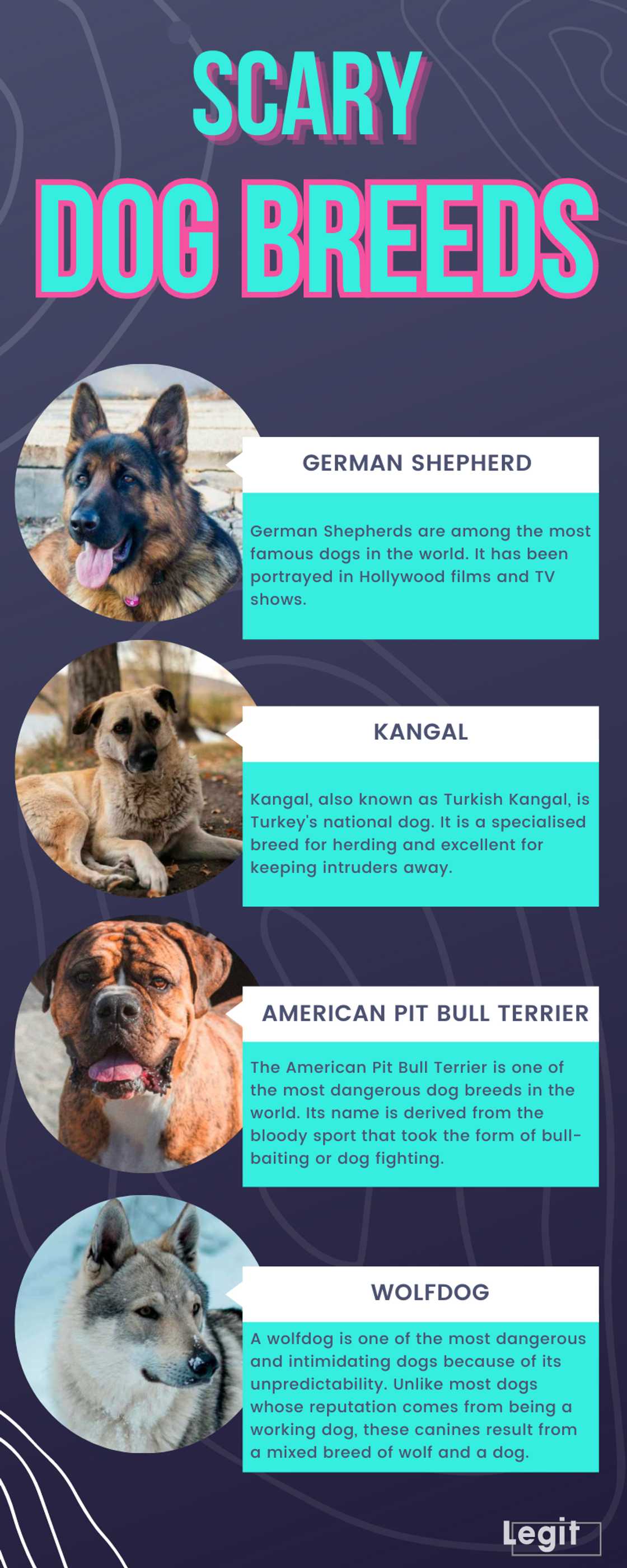 Scary dog breeds Scary dog breeds