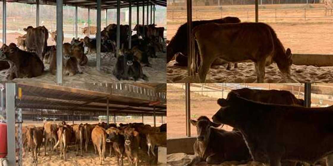 Ranching: US mission shares photos of dairy farm, investment in Ekiti Ranching: US mission shares photos of dairy farm, investment in Ekiti