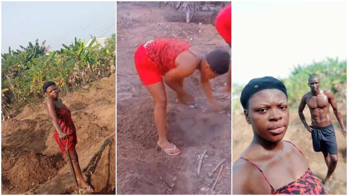 Valentine Day's in the farm: Young Nigerian couple tend to crops, their photos, videos stir reactions Valentine Day's in the farm: Young Nigerian couple tend to crops, their photos, videos stir reactions