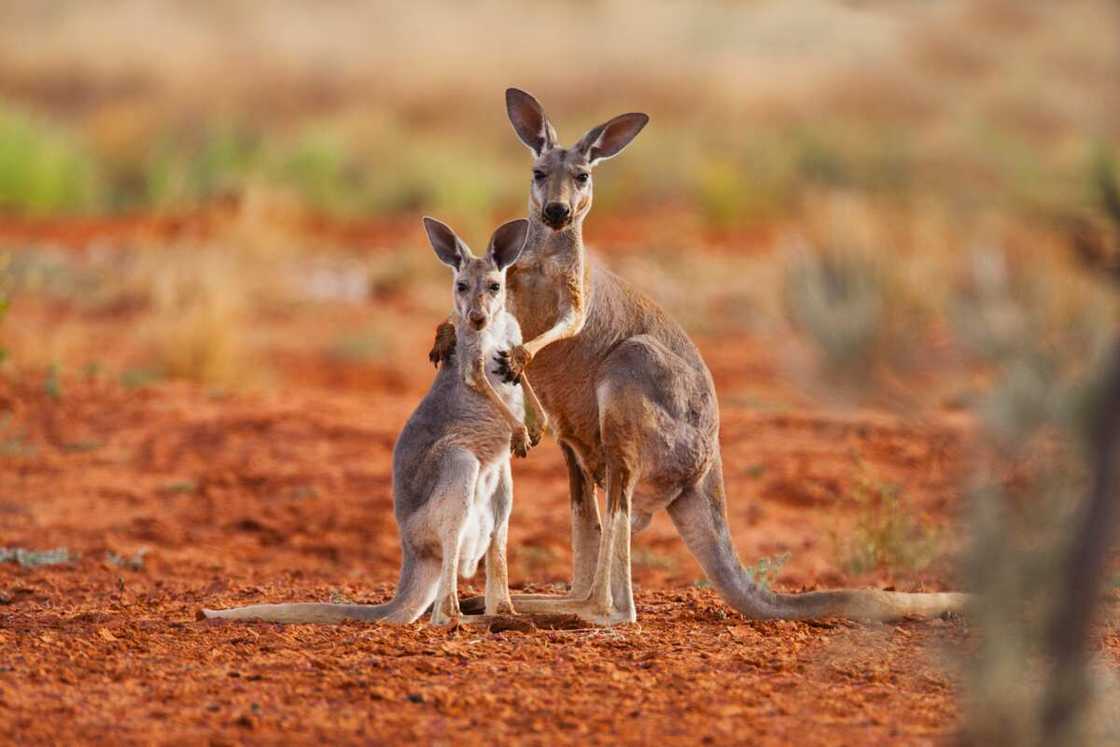 Two kangaroos