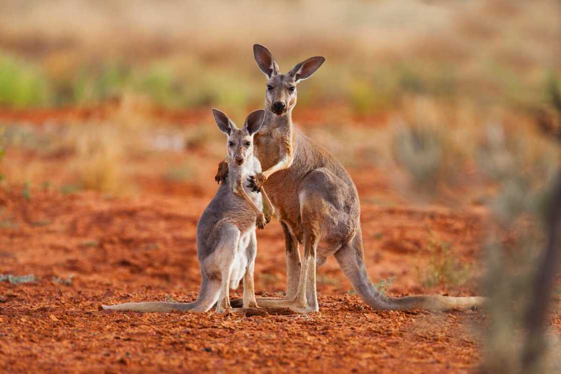 Two kangaroos Two kangaroos