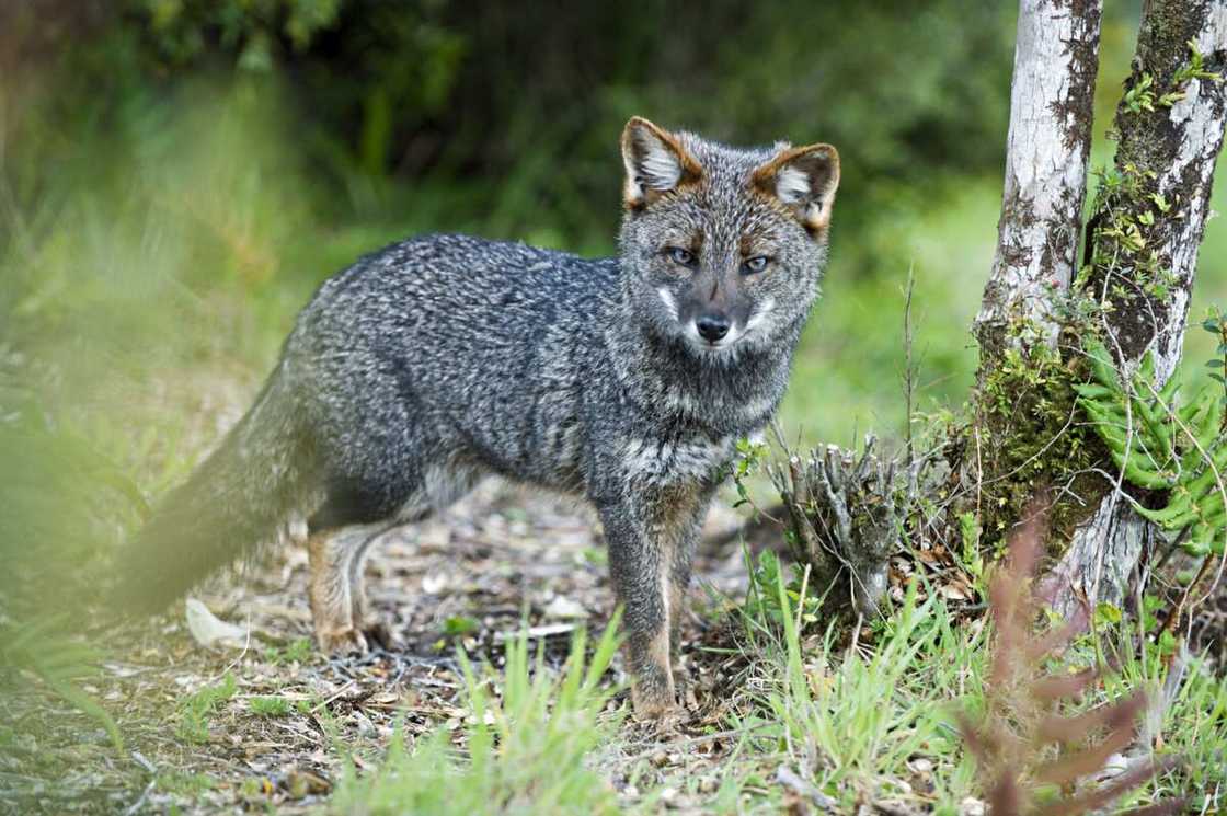 Uncommon animals Uncommon animals