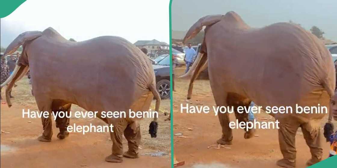 Elephant masquerade said to be from Edo state. Elephant masquerade said to be from Edo state.